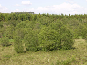 Kings Holm