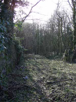 Badly overgrown road leading to bridge